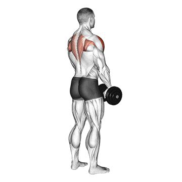 Dumbbell Upright Row Back Cable Workout, Row Exercise, Dumbbell Upright Row, Rear Delt Exercises, Dumbbell Back Workout, Best Dumbbell Exercises, Gym Back Workout, Back Workout Routine, Back Workout At Home