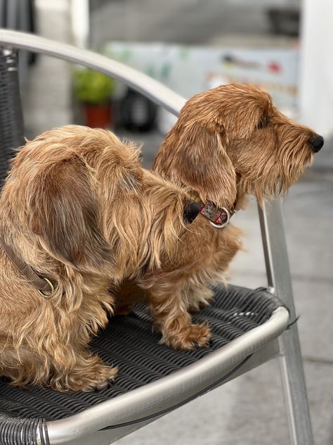 Dorkie Pup, Wirehaired Dachshund, Weiners, Wire Haired Dachshund, Mini Dachshund, Mini Schnauzer, Sausage Dog, Dachshund Dog, Sausages