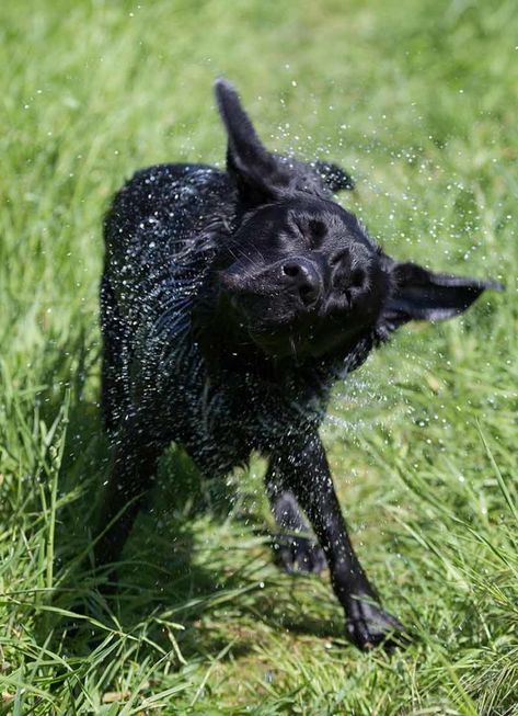 why do dogs shake their bodies Dog Portrait Photography, Dog Shaking, Dog Hacks, Shake It, Shake It Off, Whole Body, New Puppy, Dog Portraits, Work Out