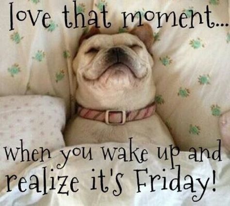 20 Friday Quotes To Help You Celebrate The End Of The Week Friday Jokes, Grumpy Cats, Dog Sleep, Salford City, Friday Meme, Funny Friday Memes, Happy Friday Quotes, Friday Quotes Funny, Weekday Quotes