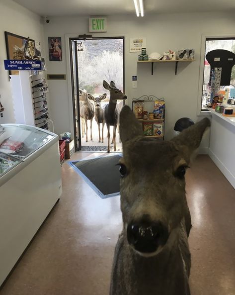 Deer Walks Into Store To Check Their Goods, Later Brings A Surprise | Bored Panda Funny Deer, Deer Pictures, Deer Family, Epic Photos, A Deer, Silly Animals, Animal Pictures, Gift Shop, Funny Animals