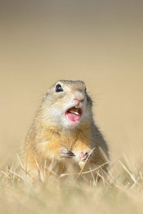 Prairie Dogs, Ground Squirrel, Kingdom Animalia, Prairie Dog, Peaceful Place, Food Web, Sweet Soul, Animal Species, Peaceful Places