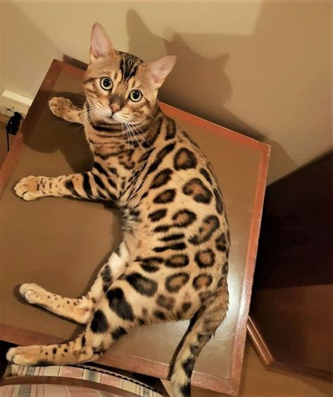 Black Bengal Cat, Gato Bengali, Bengal Cat Kitten, Bengal Kittens For Sale, Gatos Cool, Dream's Cat, Bengal Kitten, Leopard Cat, Bengal Cats