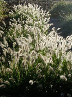 Pennisetum 'Hameln' Pennisetum Hameln, Pennisetum Alopecuroides Hameln, Pennisetum Alopecuroides, Bed Layout, No Mow Grass, Splendour In The Grass, Raised Garden Beds Diy, Wild Grass, Grasses Garden