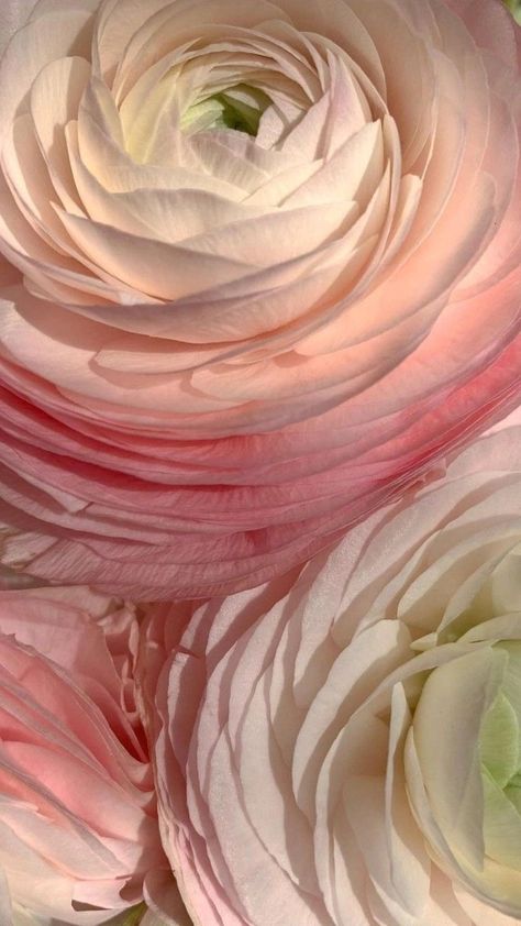 Ranunculus Flowers, Lovely Flowers Wallpaper, Nothing But Flowers, Flower Therapy, Beautiful Bouquet Of Flowers, Flower Phone Wallpaper, Rose Wallpaper, Arte Floral, Nature Aesthetic