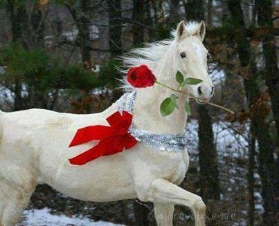 White horse with red rose Christmas Horses, Majestic Horse, All The Pretty Horses, Clydesdale, White Horses, Pretty Horses, Horse Pictures, Horse Love, White Horse