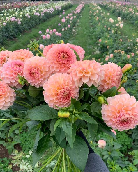 If you’re looking for a beautiful pastel salmon/peach coloured dahlia to add to your collection then look no further. Salmon Joy is a delight to work with. The ball form in dahlias is ideal for cut flowers as they are long lasting and less easily damaged. This incredible cultivar has been in many wedding and event orders across the years we have been growing it. It always brings exclamations of delight when florists spot it in their buckets. 😍 if you grow for weddings and events this is a m... Dahlia Wedding Bouquets, Flower Season, Salmon Peach, Cut Flower Farm, Dahlia Bouquet, Australian Flowers, Flower Farmer, Spot It, Seasonal Flowers