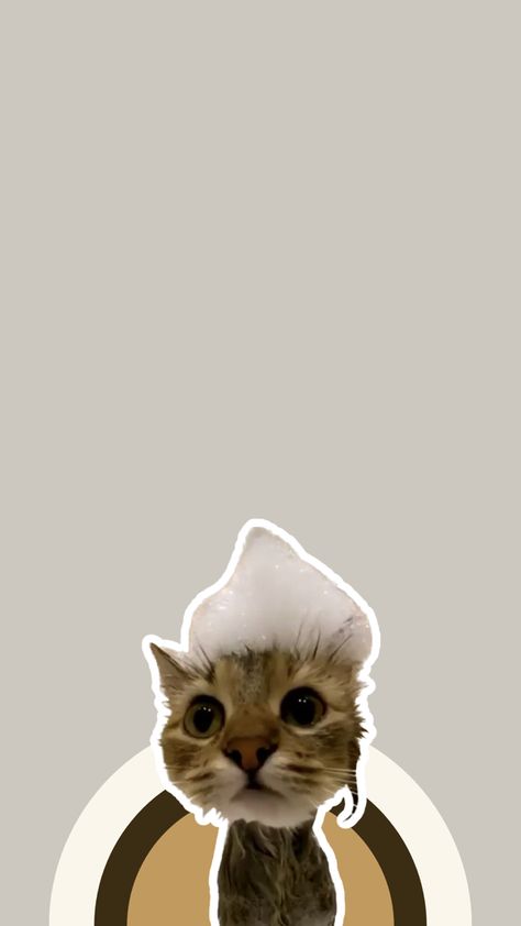 Cute animals, Cute cat, stickers, funny cat, wallpapers Meme Cat Wallpaper Phone, Funny Screen Wallpaper, Meme Wallpaper Iphone Cat, Cat Iphone Wallpaper, Cute Cat Stickers, Face Palm, Cat Wallpapers, Bunny Cartoon, Funny Cat Wallpaper