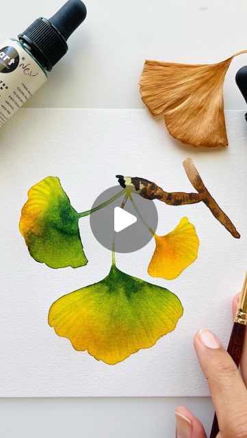 Pooja Kenjale Umrani on Instagram: "Paint ginkgo leaves with me!  . . . . . . . . . .#watercolor #greenleaves #green #watercolorart #watercolor_blog #watercolorartist #tutorial #inspiringwatercolors #modernwatercolors #modernbotanicals #botanicalillustration #ginkgo #illustratorsofinstagram #botanicalwatercolor #watercolor_gallery #illustrationNow  #watercolorleaves #allthingsbotanical #waterblog #processvideo #illustrationartist #ginkgoleaves #watercolordaily #calledtobecreative #watercolorillustration #watercolor_daily" Ginkgo Leaf Watercolor, Ginko Watercolor, Watercolor Leaves Tutorial, Ginkgo Art, Garbage Collection, Watercolor Blog, Gingko Leaves, Ginkgo Leaves, Ginkgo Leaf