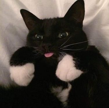 Tuxedo Cat, A Black, White, Black