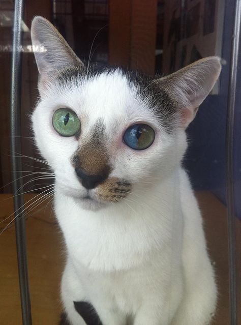 complete and sectoral = COOLEST CAT EVER! Different Colored Eyes, Most Beautiful Cat, Beautiful Cat, White Cat, Green Eyes, Most Beautiful, The World, Green, Blue