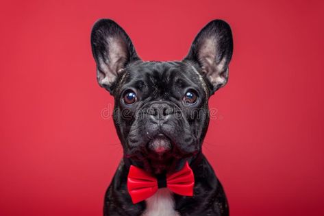 Smartly dressed french bulldog in bow tie against plain bright backdrop, close up elegant dog wearing bowtie in studio royalty free stock photos Puppy With Bow, Dog Play Bow, Dog With Bow Tie, Papillon Dog Photography, Dogs Bow Tie, Studio Illustration, Elegant Dog, Dog Wear, Bow Tie