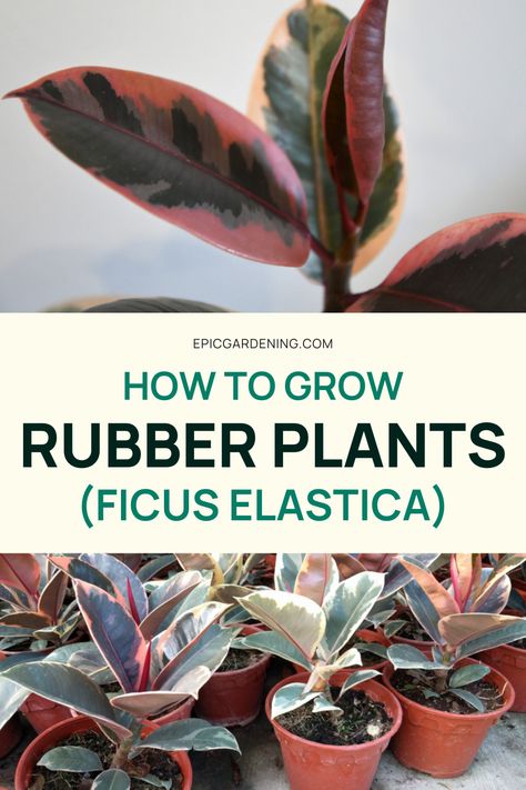 Need an easy to grow houseplant? Look no further than the rubber plant! This ficus plant is simple to care for, requiring only indirect sunlight, minimal watering, and twice a year feeds. This houseplant care guide will ensure that your rubber plant's leaves stay shiny. Check out the full guide to raising a happy houseplant. Rubber Plant Care, Ficus Plant, Rubber Tree Plant, Houseplants Low Light, Houseplant Care, Herb Gardening, Vertical Herb Garden, Outdoor Trees, Ficus Elastica