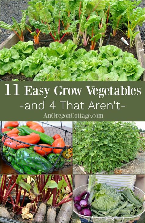 Want to know what vegetables are actually easy to grow? Here are 11 tried and true vegetables anyone can grow - and 4 that really aren't so easy. #gardening #vegetables #gardentip Oregon Cottage, Starter Garden, Easy Gardening, Easy Vegetables To Grow, Gardening Vegetables, Vegetable Garden For Beginners, Bush Beans, Grow Vegetables, Survival Gardening