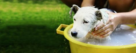 Learn how to bathe a dog with fleas using commercial flea shampoo, and homemade flea shampoo methods. Flea Bath For Dogs, Homemade Flea Shampoo, Dog Shampoo Recipe, Homemade Dog Shampoo, Essential Oils Dogs, Oatmeal Dog Shampoo, Flea Shampoo, Shampoo Recipe, Are Essential Oils Safe