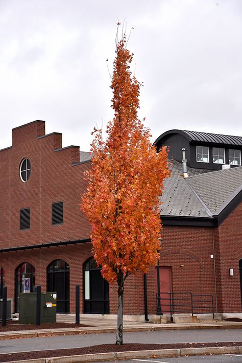 Armstrong Gold Maple (Acer x freemanii 'Armstrong Gold') at Lurvey Garden Center Armstrong Gold Maple Tree, Maple Tree, Inner City, Shades Of Gold, Deciduous Trees, Types Of Soil, Fall Photos, Garden Center, Red Flowers