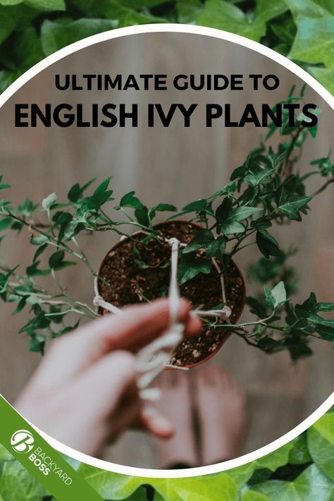 English Ivy Outdoor Pots, Propagating Ivy In Water, English Ivy Propagation, English Ivy Care Indoors, How To Grow English Ivy Indoors, Crawling Plants, English Ivy Indoor, How To Care For English Ivy Indoors, Ivy Houseplant