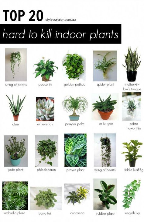 Tanaman Sukulen, Umbrella Plant, Tanaman Pot, Tanaman Indoor, نباتات منزلية, Inside Plants, Desain Lanskap, Decoration Plante, Jade Plants