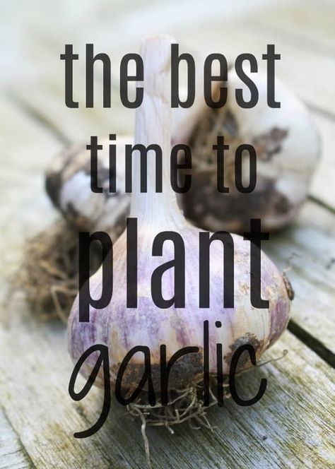 When To Harvest Garlic, When To Plant Garlic, Beginner Garden, Garlic Garden, Plant Garlic, Harvesting Garlic, Planting Garlic, Types Of Herbs, Growing Garlic