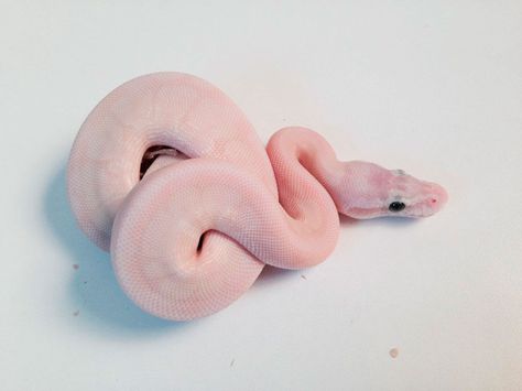 Mojave Pastel Special Spider - Morph List - World of Ball Pythons Ball Pythons, Pet Snake, Ball Python, Crystal Ball, Snakes, Bumble Bee, Python, Follow Me, Bee