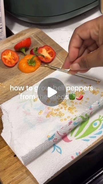 Chyna ♡ on Instagram: "here’s a super easy way to start bell pepper seeds from scraps, this is my first time trying to grow bell peppers and so far so good🤞🏾
•
•
•
#gardening #bellpeppers #growfromscraps #gardeningtips #homestead #apartmentsteading #foodie #blackhomesteader" Strawberry Garden Ideas, Growing Green Peppers, Strawberry Gardening, Grow Bell Peppers, Bell Pepper Seeds, Bell Pepper Plant, Garden Strawberry, Strawberry Planter, Growing Vegetables Indoors