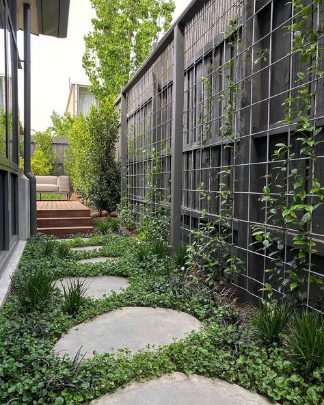 Nick Newham on Instagram: “Transforming a tight space into a focal point // Hawthorn project Landscape Architect: @nick.newham_landscapearchitect (#whytegardens)…” Privacy Screen Ideas, Creating A Garden, Australian Garden Design, Garden Screens, Privacy Ideas, Garden Privacy Screen, Stone Paving, Ideas For Garden, Australian Native Garden