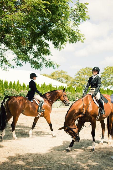 Polo Hunter Jumper Horses, Hunter Horse, Ann Street Studio, Jamie Beck, Horse Anatomy, English Riding, Horse Show, Horse Crazy, Horse Jumping