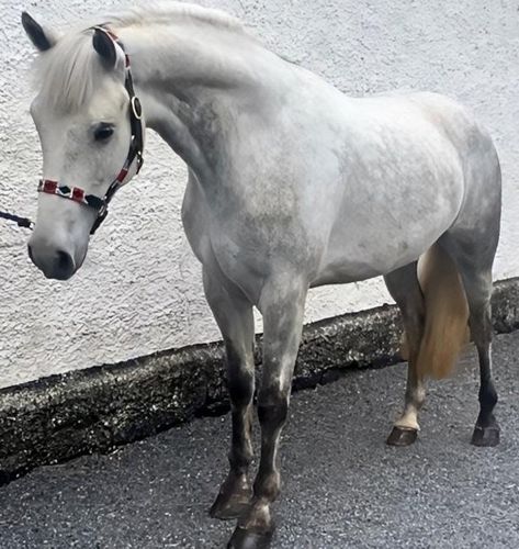 Horse Quest UK - Connemara Ponies: Adults Highland Pony, Connemara Pony, Ponies For Sale, Pony Games, Welsh Pony, Pony Breeds, Riding School, Eventing Horses, Shetland Pony