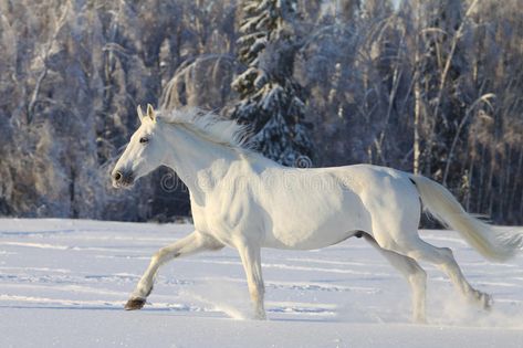 Common Horse Breeds, Running In Snow, Horses In Snow, Chincoteague Ponies, Horse Art Print, Horse Posters, Snow Art, Running Horses, Aggressive Dog