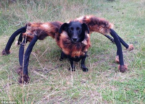 Friend or foe? In the daytime, Chica looks adorable - but it's a very different story once night falls Tarantula Costume, Spider Dog Costume, Comic Videos, Spider Dog, Dog Costumes Funny, Giant Spider, Pet Halloween Costumes, Dog Halloween Costumes, Dog Costumes