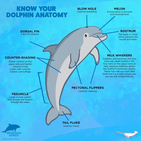 Peppermint Narwhal, Oceanography Marine Biology, Dolphin Facts, Marine Pollution, Fun Facts About Animals, Biology Notes, A Dolphin, Marine Biologist, Interesting Animals