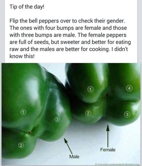 Green Peppers, Brene Brown, Food Info, Food Facts, Eating Raw, Bell Pepper, Baking Tips, Food For Thought, Food Hacks