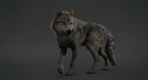 Quileute Pack, Werewolf Twilight, Twilight Werewolves, Wolf Twilight, Twilight Wolves, Twilight Wolf Pack, Twilight Jacob, Twilight Wolf, Shadow Wolf