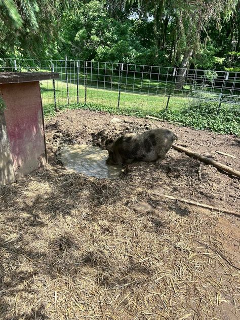 🤓FUN FACT: Pigs are unable to sweat, 🐷 so the only way to stay cool - mud baths or pool time. 💦Our pigs have both. 🌞Right now they are drinking 10 gallons or more of water each day to get through the hot weather. 🥵 Mud Bath, Pool Time, Hot Weather, Stay Cool, The Only Way, Each Day, Pigs, Fun Facts, Right Now