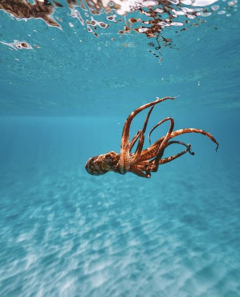 Octopus Aquarium, Octopus Underwater, Octopus In Ocean, Octopus Photography Underwater, Bioluminescent Octopus, Octopus In Coral Reef, Rainbow Fish, Picture Credit, Ocean Life