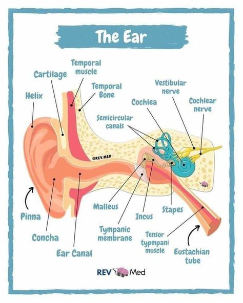 Anatomy Education, Biology Diagrams, Medical Assistant Student, Ear Anatomy, Nursing School Essential, Medical School Life, Basic Anatomy And Physiology, Nurse Study Notes, Biology Facts