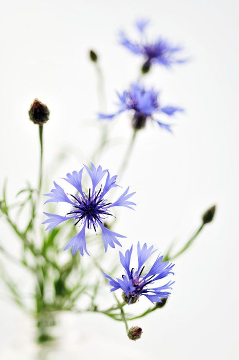 Cornflowers. Inspiring Art, Delicate Flower, Flowers Nature, Belleza Natural, Love Flowers, Flowers Photography, Pretty Flowers, Secret Garden, Purple Flowers