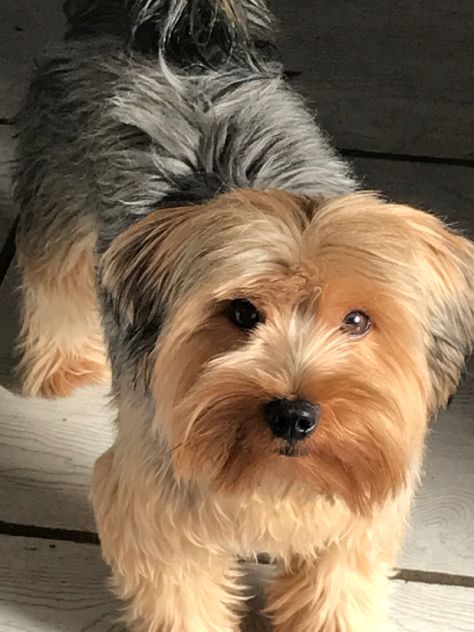 Dog cute aesthetic Dog Cute Aesthetic, Yorkie Dogs, Adorable Dogs, High Maintenance, Dog Cute, Cute Aesthetic, Yorkshire Terrier, Yorkie, Yorkshire