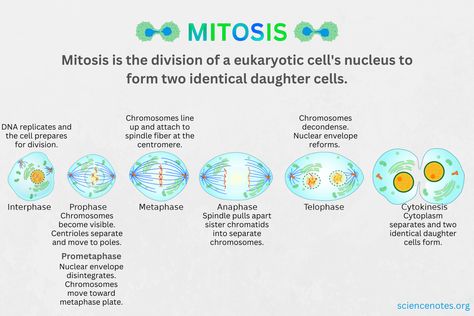 Mitosis Phases, Importance, and Location Mitosis Phases, Learn Biology, Plant Cells, Cell Forms, Eukaryotic Cell, Animal Cell, Plant Cell, The Cell, Biology