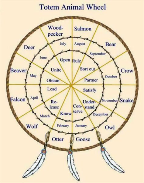 Native American Astrology, Native American Spirituality, Animal Spirit Guide, Totem Animal, Native American Wisdom, Animal Spirit Guides, Native American Symbols, Animal Guides, Native American Quotes