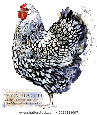 Wyandotte hen. Poultry farming. Chicken breeds series. domestic farm bird watercolor illustration. Wyandotte Hen, Poultry Farming, Chicken Pictures, Chicken Painting, Bird Watercolor, Rooster Art, Poultry Farm, Chickens And Roosters, Chicken Art