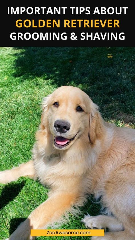 Golden Retriever Grooming Styles & Shaving Tips Golden Retriever Haircut Styles, Shaved Golden Retriever, Golden Retriever Grooming Styles, Golden Retriever Puppy Aesthetic, Golden Retriever Haircut, Funny Golden Retrievers, Aesthetic Golden Retriever, Golden Retriever Care, Golden Retriever Facts