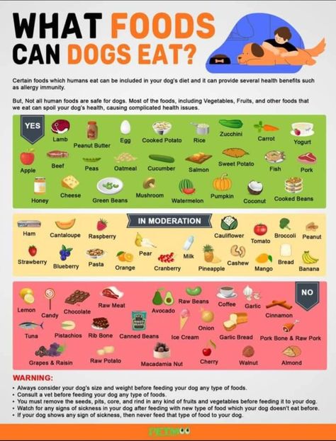 List Of Foods Dogs Can And Cant Eat, Dog Losing Weight Tips, Healthy Puppy Treats, Things Dogs Cant Eat, Recipes For Dogs, Foods Dogs Can Eat, Pet Nutrition, Dog Body Language, Dog Remedies