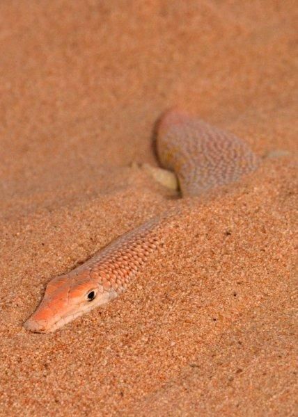 Arabian Sand Fish (Scincus scincus) is a species of skink that burrows into the sand and swims through it.  by George Cruiser Creepy Crawlers, Interesting Animals, Reptiles And Amphibians, Marine Animals, Lizards, Weird Animals, Wildlife Art, Creature Design, Amphibians