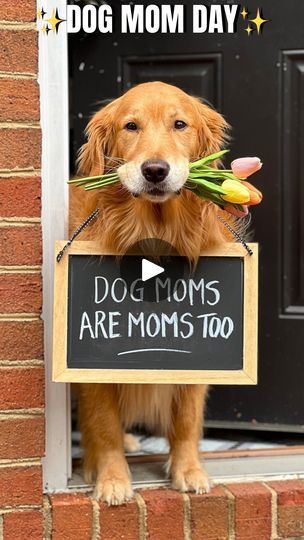 530K views · 98K reactions | PSA- Dog Moms are Moms too.✨💛

Sunday and I would like to wish this wonderful community of moms who have followed and supported us over the years a Happy Mothers Day. We love sharing Sunday’s AWOOS with you and what better way to say “Happy Mother’s Day” to all the beautiful Moms out there with human kids or fur babies or both than with a sweet AWOO!✨

#goldenretriever #dogmom #psa #pet #weeklyfluff #awoo #dog #dogsofinstagram #dogmomday | Sunday | Not Your Typical  Golden Retriever | Penguin Piano · Love Story - Indila Mom Day, Happy Mother, Happy Mothers Day, Happy Mothers, Dog Mom, Fur Babies, Mother’s Day, Over The Years, Golden Retriever