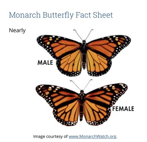 Monarch Butterfly Tattoo Placement, Monarch Butterfly Chest Tattoo, Butterfly Varieties, Monarch Butterfly Facts, Monarch Tattoo, Butterfly Identification, Monarch Butterflies Art, Butterfly Facts, Monarch Butterfly Tattoo