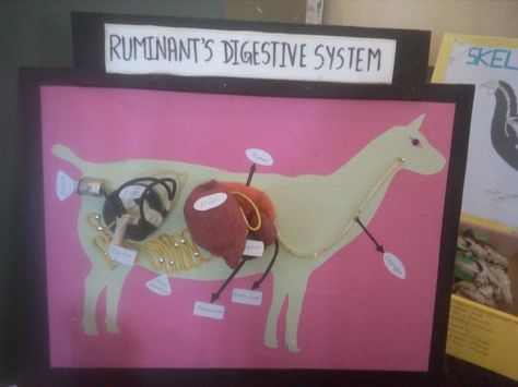 Its an digestive system of Ruminant animals i.e animal with compound stomach. Animal Digestive System Project, Animal Digestive System, Cow Digestive System, Ruminant Animals, Digestive System Project, Agriculture Classroom, Digestive System Diagram, Vet Science, Science Diagrams