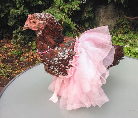 Chicken Harness, Pretty Pretty Princess, Chicken Clothes, Chicken Dress, Chicken Sweater, Chicken Hats, Fancy Chickens, Beautiful Chickens, Chicken Crafts