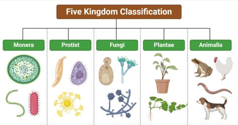 Five Kingdom System of Classification Kingdom Monera, Kingdom Classification, Ad Meliora, Taxonomic Classification, Robert Whittaker, Cell Organelles, A Level Biology, Kingdom Plantae, Human Anatomy And Physiology