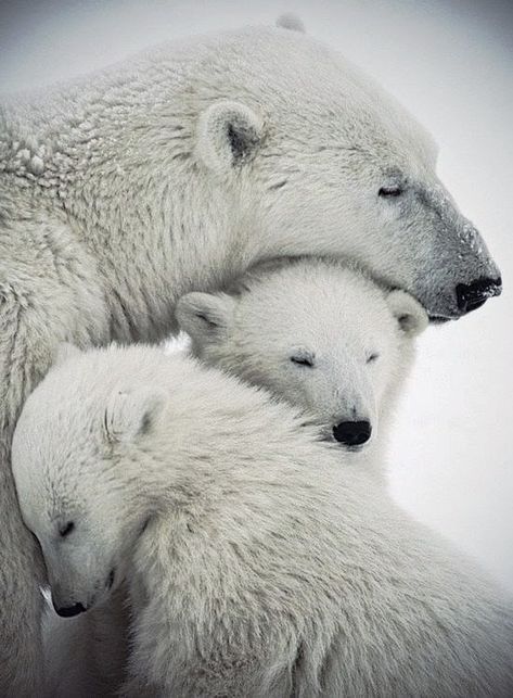 Females den by digging into deep snow drifts, which provide protection and insulation from the Arctic elements. They give birth in winter, usually to twins. Young cubs live with their mothers for some 28 months to learn the survival skills of the far north. Females aggressively protect their young, but receive no help from their solitary male mates. In fact, male polar bears may even kill young of their species. Photo Ours, Urs Polar, Regnul Animal, Baby Polar Bears, 강아지 그림, Love Bear, Polar Bears, Backstreet Boys, Sweet Animals